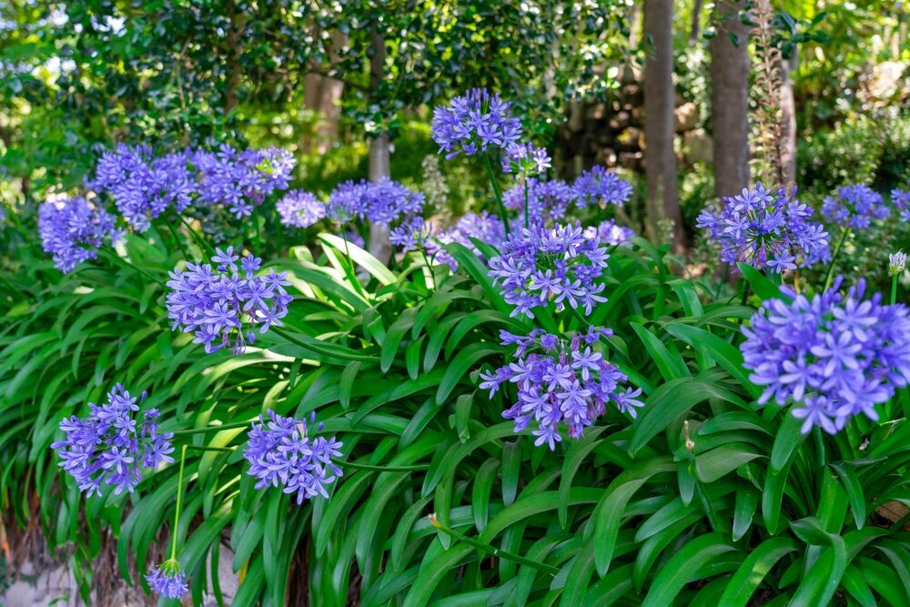 Beautiful blue flowers of Agapanthus Africanus against bright green foliage