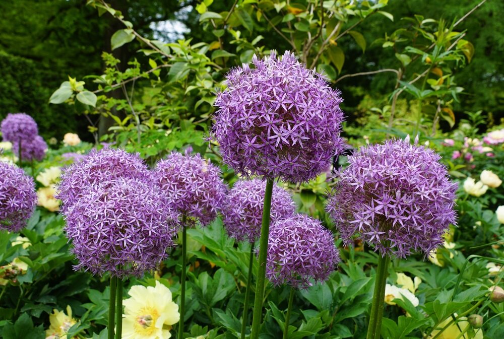 Multiple blooms of 'Purple Sensation' Allium flowers, an upright perennial plant
