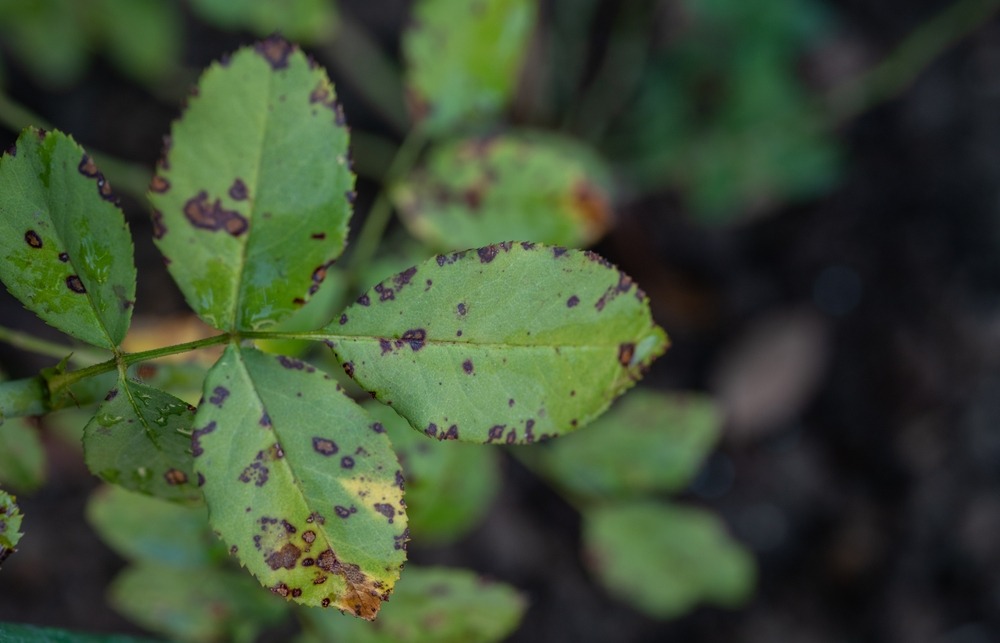 Rose leaves showing signs of black spot disease with dark, irregular spots.