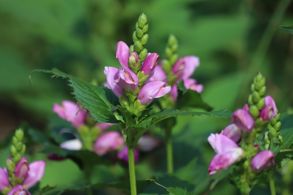 Close-up of Chelone obliqua (Turtlehead) displaying its unique pink-purple, snapdragon-like flowers in a damp garden setting