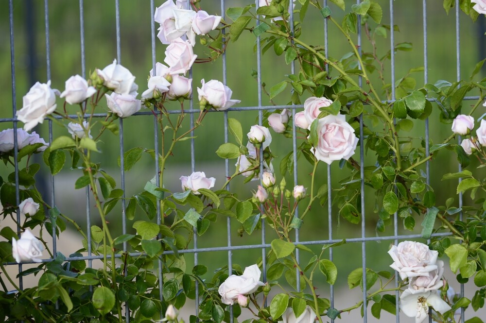 Closeup light pink modern climbing rose Rosa 'New Dawn' growing on a galvanized fence panel in a vertical garden
