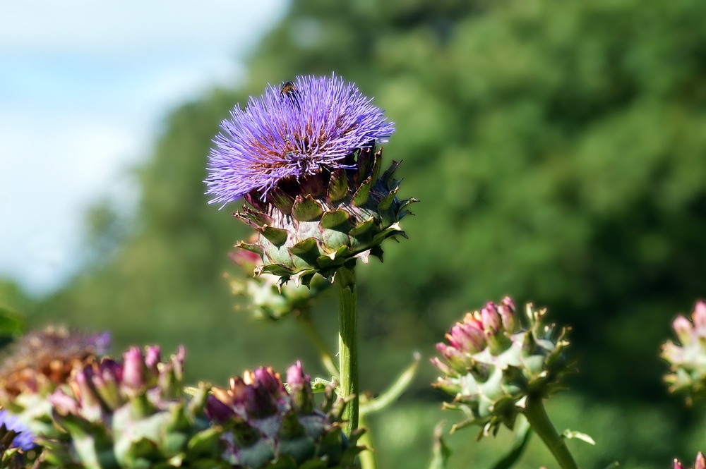 Majestic Cynara cardunculus (Cardoon) with large silvery-grey leaves and towering purple thistle-like flowers in a sunny garden.