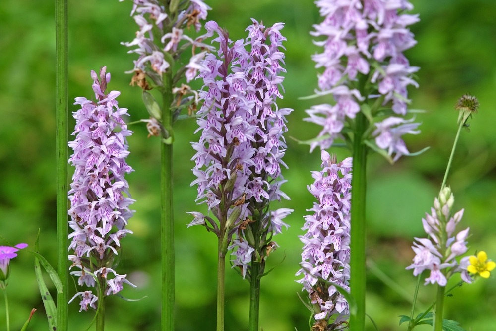 Dactylorhiza fuchsii with delicate pink-spotted flowers blooming in a shaded garden.