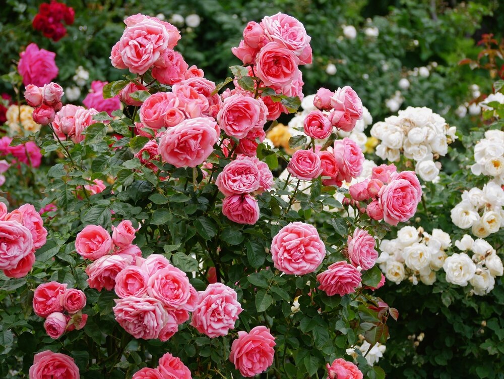 A vibrant rose bush filled with pink and white blooms in a well-maintained garden, showcasing disease-resistant varieties flourishing with minimal care.