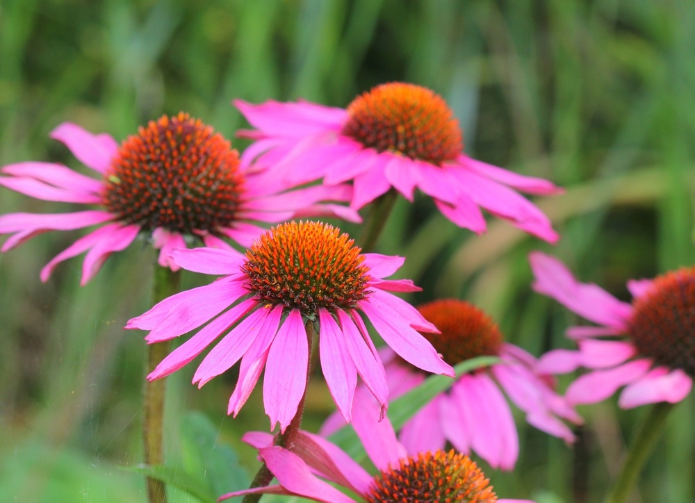 Close-up of Echinacea purpurea 'Magnus' featuring vibrant pink petals and a prominent orange cone in a sunny garden.