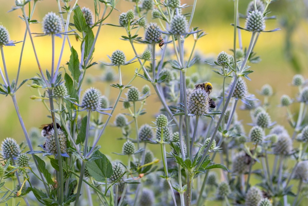 Eryngium or Sea Holly with its striking blue flowers and bumblebee