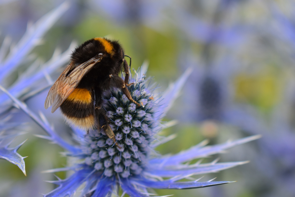 Bombus lucorum white-tailed bumble bee foraging on eryngium often referred to as Sea Holly. A magnet for bumblebees and various solitary species such as hoverflies and butterflies. It is a hardy plant
