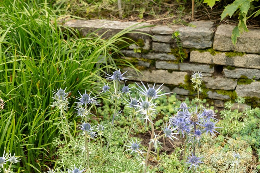 Eryngium with spiky blue flowers planted alongside soft, wispy ornamental grasses in a sunlit garden.