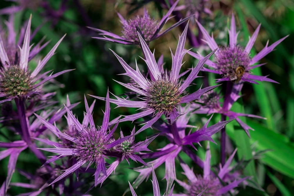 Sea Holly (Eryngium planum 'Blue Hobbit') with striking steely-blue spiky blooms and silvery foliage in a sunlit garden