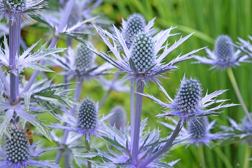 A vibrant Eryngium, or Sea Holly, blooming in the garden with spiky metallic blue flowers, standing tall amidst green foliage, adding texture and color.