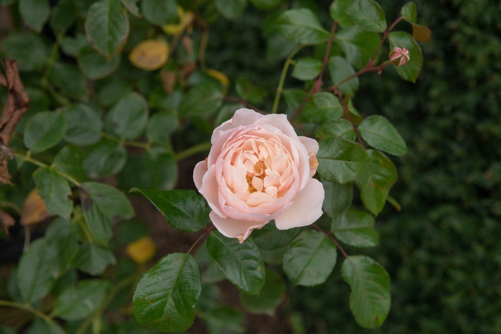 A soft blush pink bloom of The Generous Gardener rose surrounded by lush green foliage.