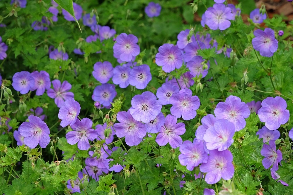 Purple hardy geranium cranesbill ‘Rozanne’ in flower.
