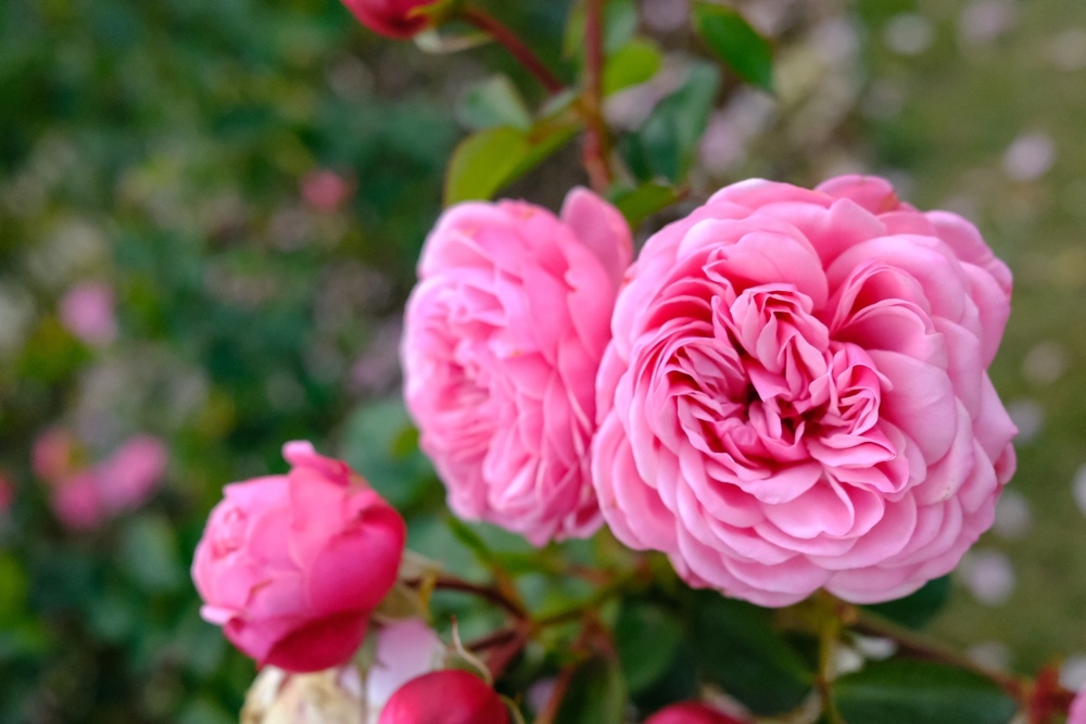 Close-up of Gertrude Jekyll rose blooms showcasing their rich pink color and classic English rose form