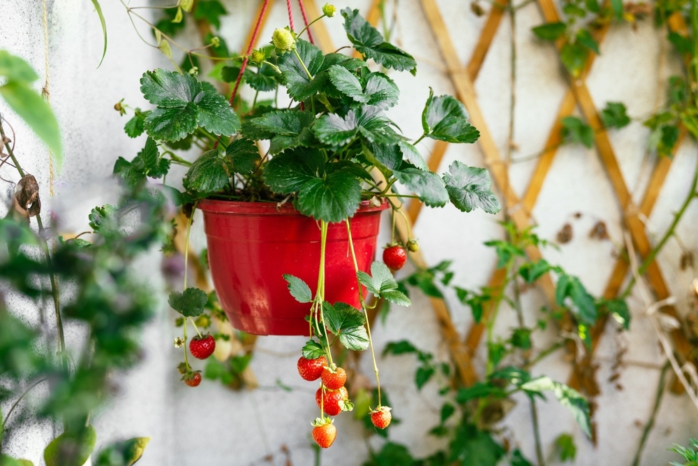 Hanging strawberry plant with ripe, red strawberries growing in red pot.