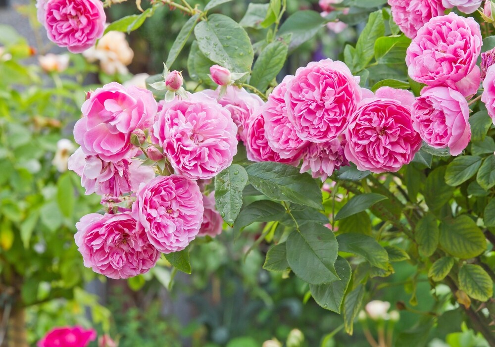 Close-up of blooming pink Harlow Carr roses on green leafy stems