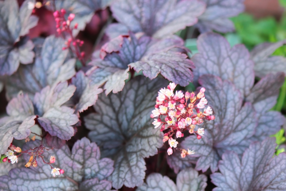 Heuchera Plum Pudding deep purple foliage with white pink flowers