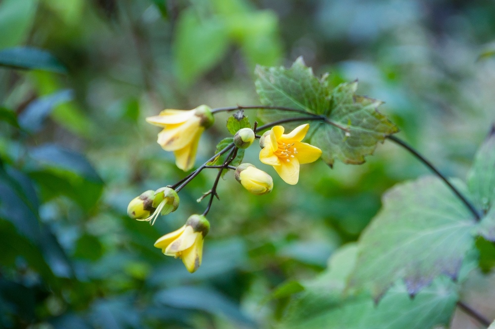 Kirengeshoma palmata with pale yellow, bell-shaped flowers and large maple-like leaves in a shady garden.