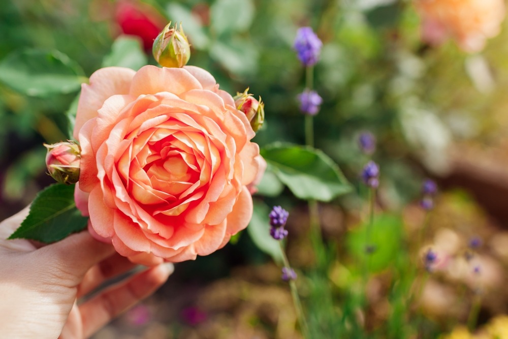 A vibrant orange Lady of Shallot rose in full bloom, held gently by hand, with soft garden foliage in the background.