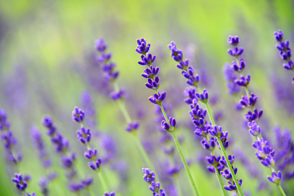 Lavender flower (Lavandula angustifolia, Hidcote) in closeup. Fragrant purple blue summer flower, native to the Mediterranean.
