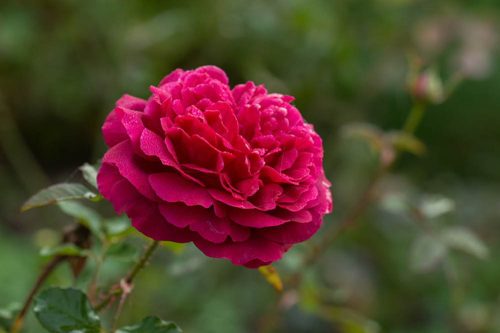 Deep crimson Munstead Wood rose bloom with velvety petals, glistening with dew against a lush green background.

