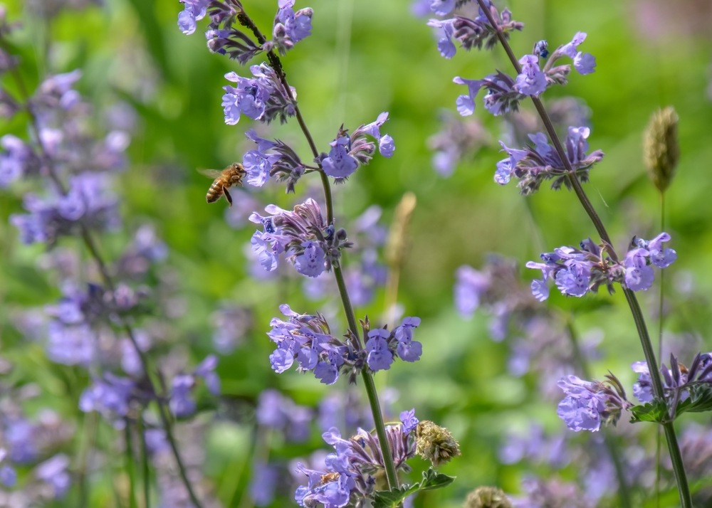 Nepeta faassenii 'Walker's Low' is a popular perennial plant. Nepeta or catmint is a genus of flowering plants in the family Lamiaceae. Fresh leaves in spring beautiful background.
