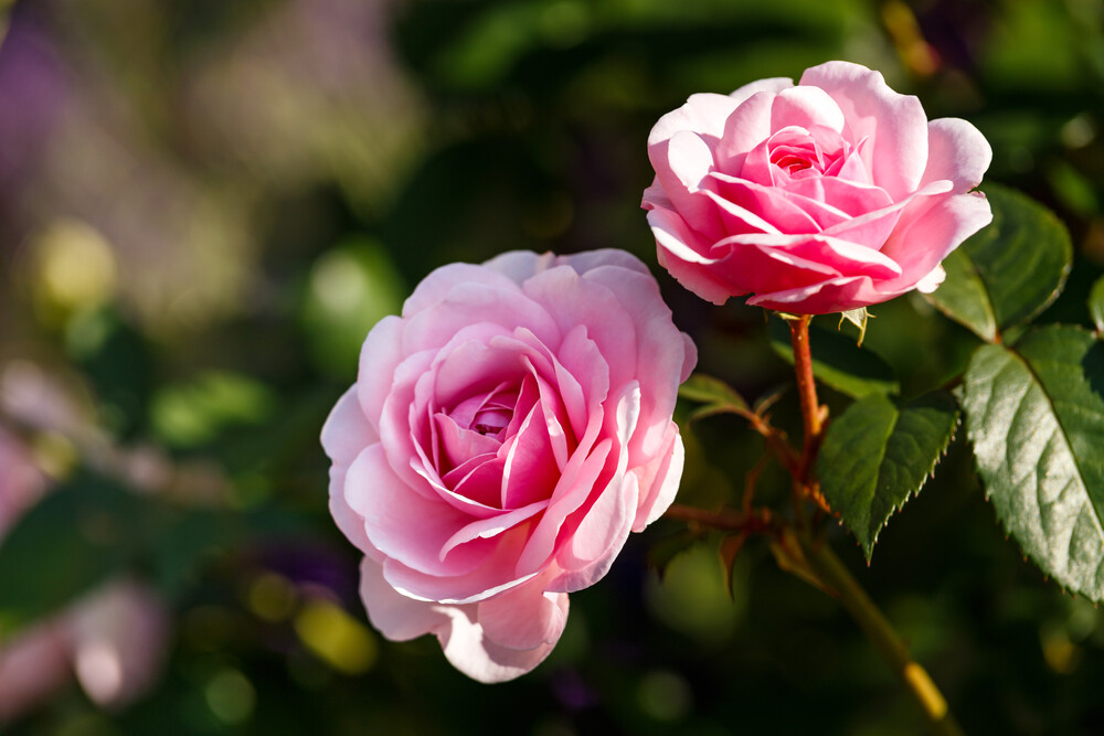 Two soft pink Olivia Rose Austin blooms in full sunlight, surrounded by dark green foliage in a serene garden setting.