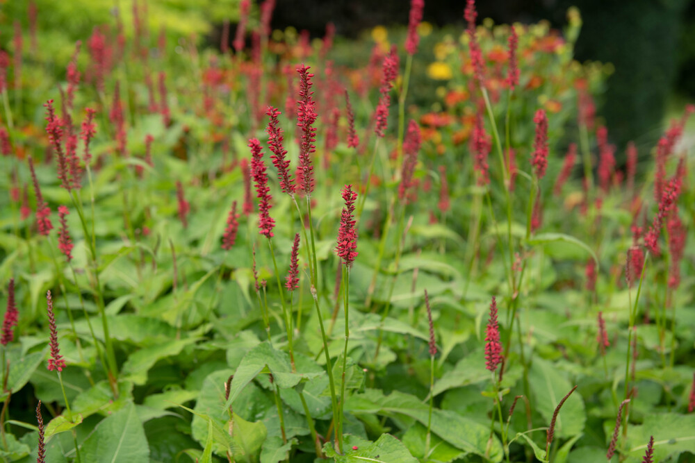 Persicaria amplexicaulis 'Firetail' with striking deep red flower spikes standing tall in a sunny garden border.