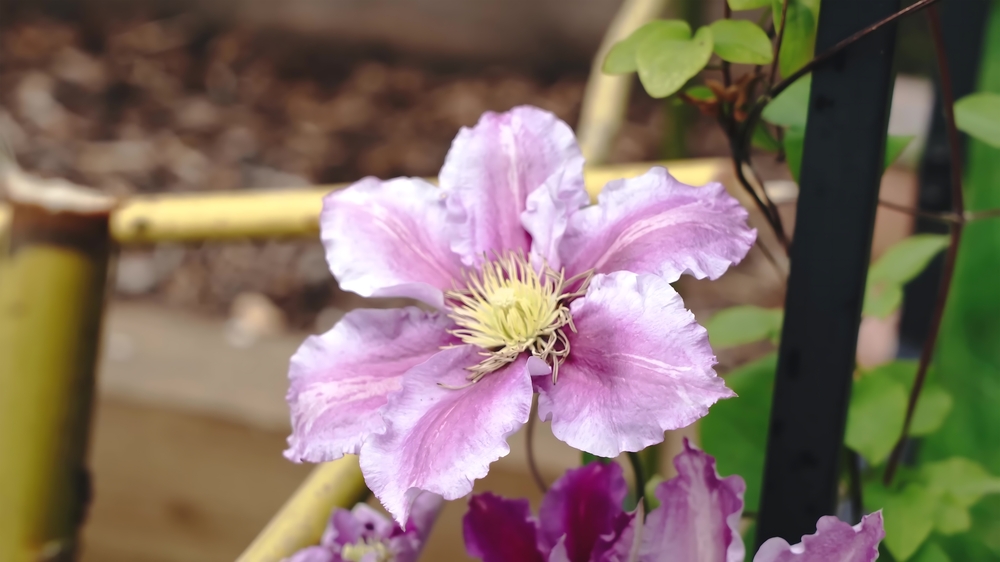 Clematis Hybrid Hagley. Flowers of perennial clematis vines in the garden. Beautiful clematis flowers near the house. Clematis climb into the garden near the
