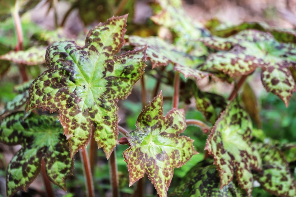 Podophyllum 'Spotty Dotty' with large, spotted leaves in a shaded garden.