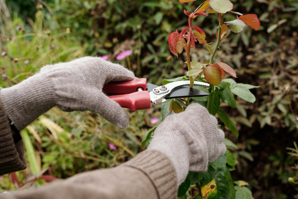 A gardener wearing gloves using pruning shears to trim a rose bush with red-tinted new growth.