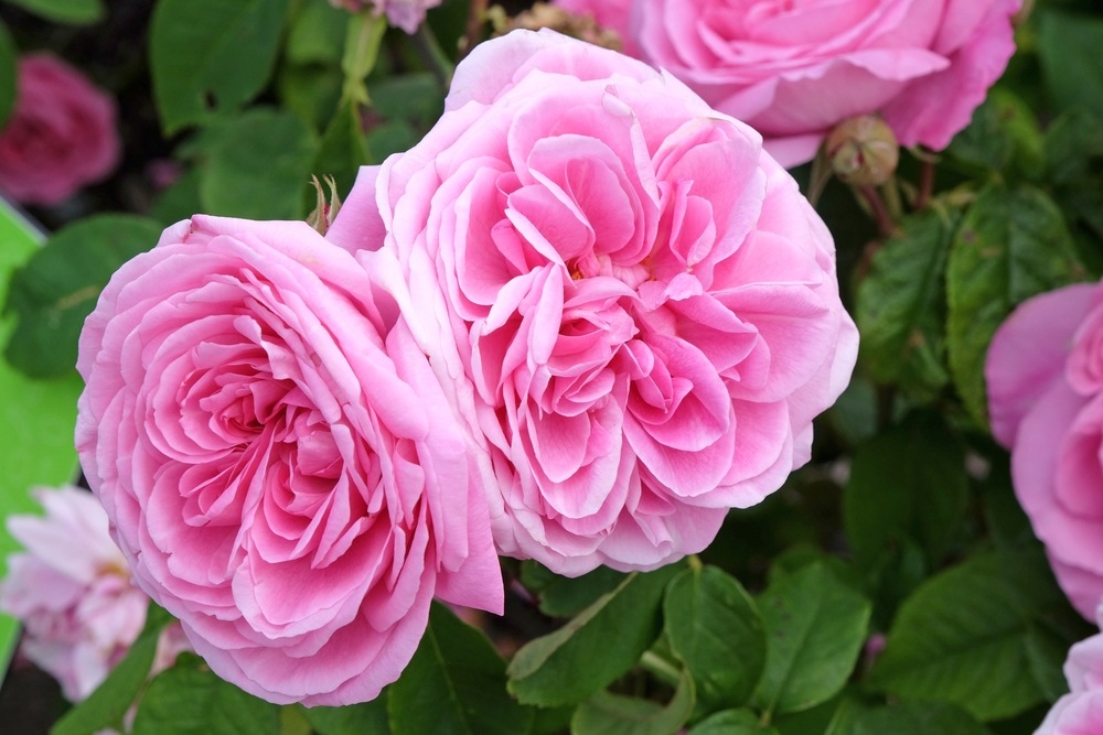 Bright pink English shrub rose, rosa ‘Gertrude Jekyll’ in flower.
