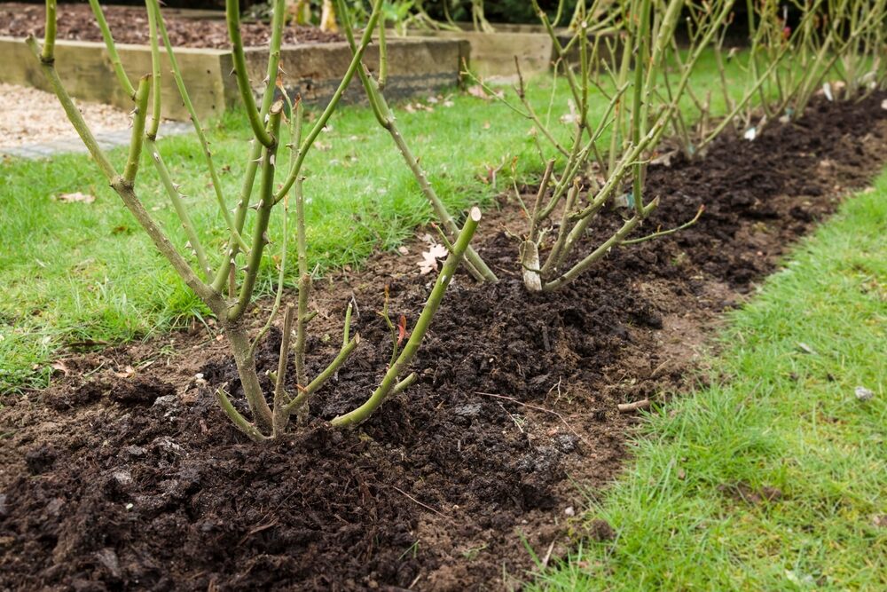 Pruned rose bushes lined up in a garden bed with freshly mulched soil.