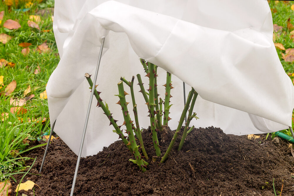 Rose bush with trimmed stems being covered by white garden fabric for winter protection.