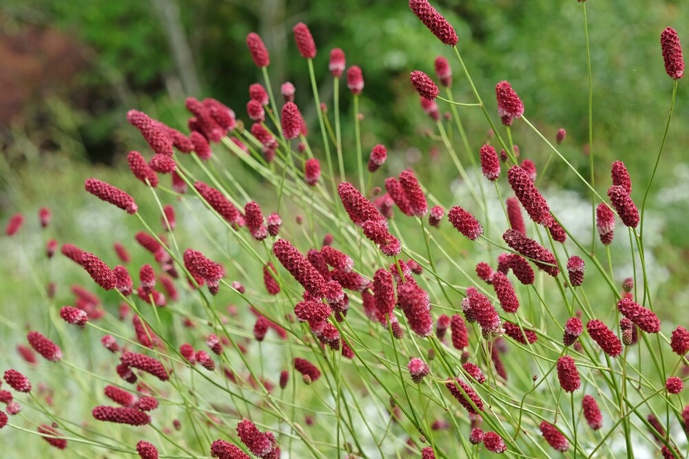 Close-up of Sanguisorba 'Red Thunder' displaying its tall, slender stems topped with fluffy, deep burgundy-red flowers swaying in a summer breeze.