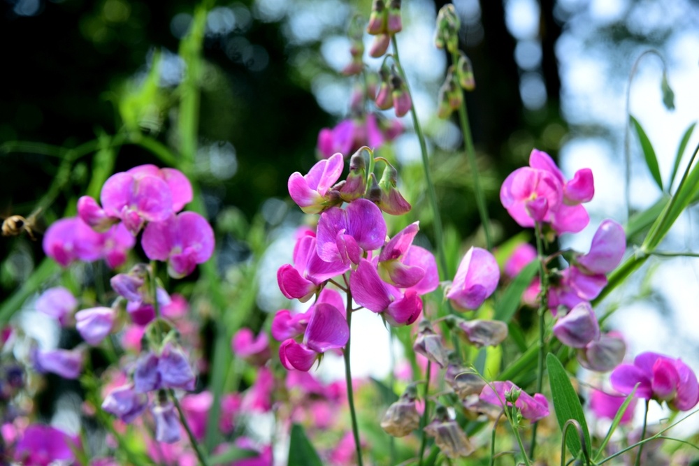 Pink sweet peas growing in vertical garden