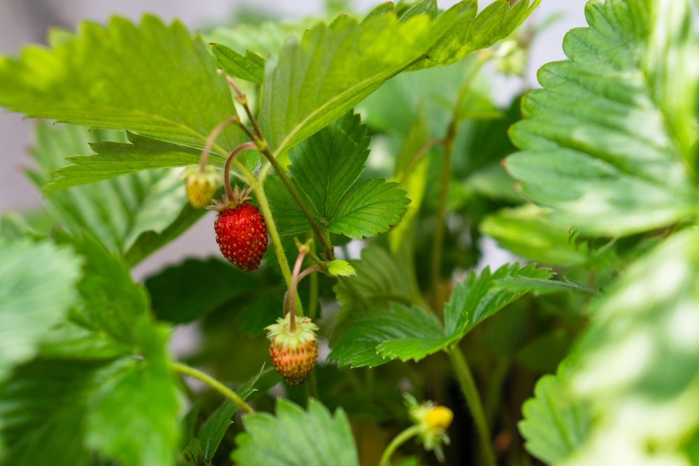 Wild strawberry hanging in the vertical garden