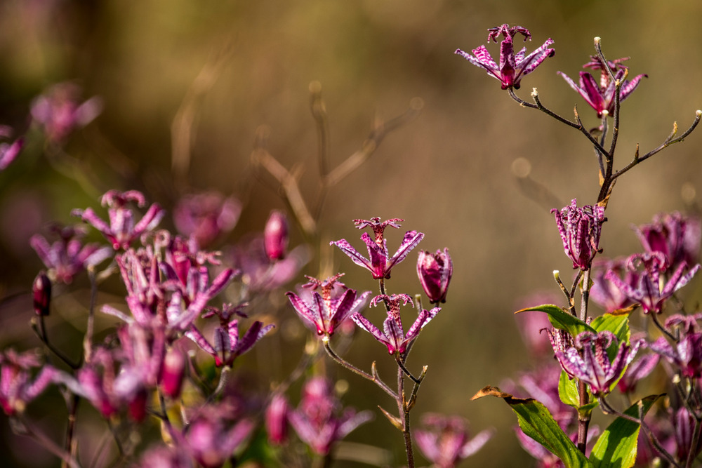 Tricyrtis formosana 'Dark Beauty' (Toad Lily) showcasing its delicate, orchid-like purple-spotted flowers in a shaded garden area.