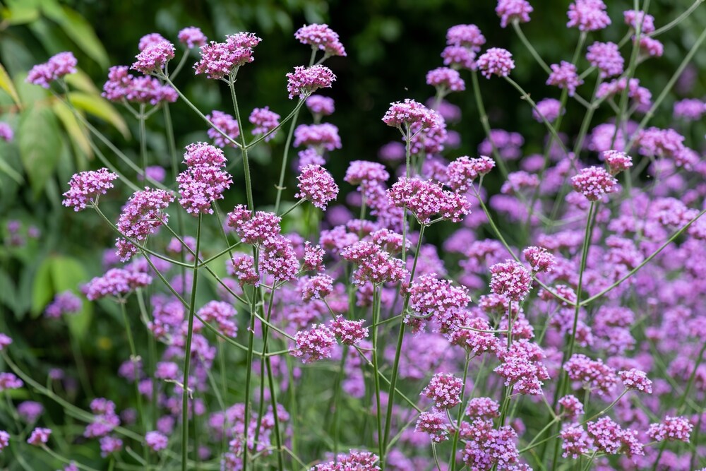 Close up of purpletop vervain (verbena bonariensis) in bloom.
