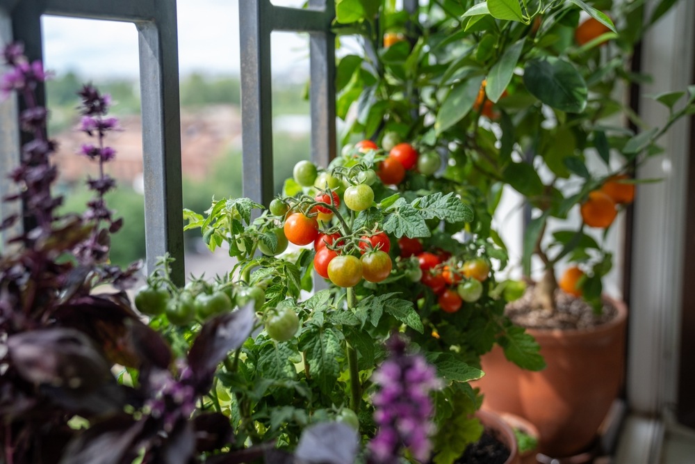 Tomatoes growing on balcony with other herbs in vertical gardening setup