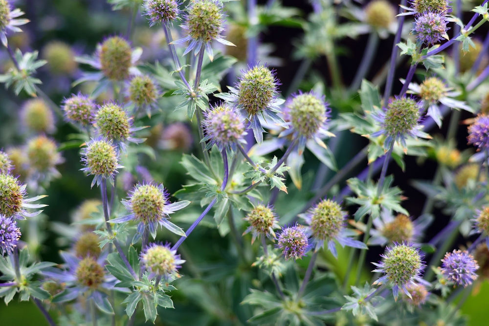 A vibrant bunch of Eryngium, or Sea Holly, growing in a garden, showcasing their spiky, thistle-like blue blooms and silvery-green stems.