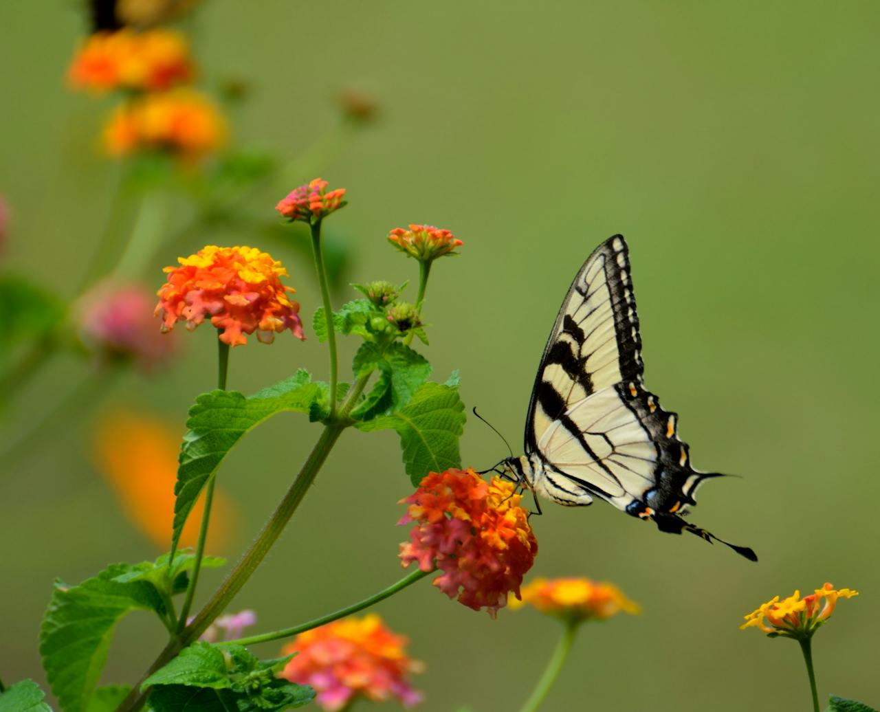 swallow-tail-butterfly-insect-black-158617-158617.jpg