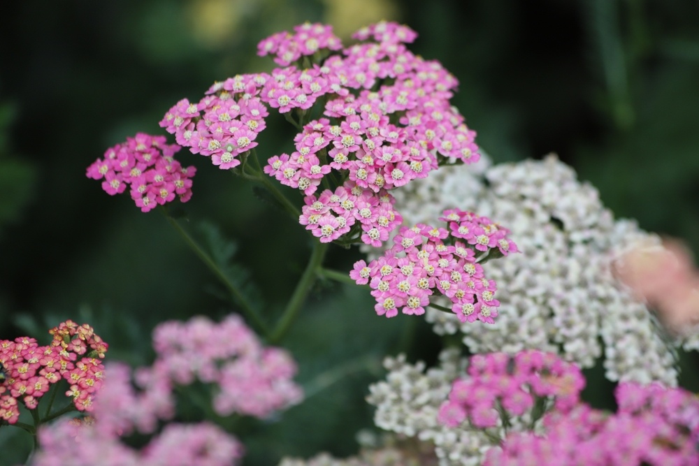 Clusters of pink and white Achillea flowers bloom vibrantly, adding delicate charm to the garden.