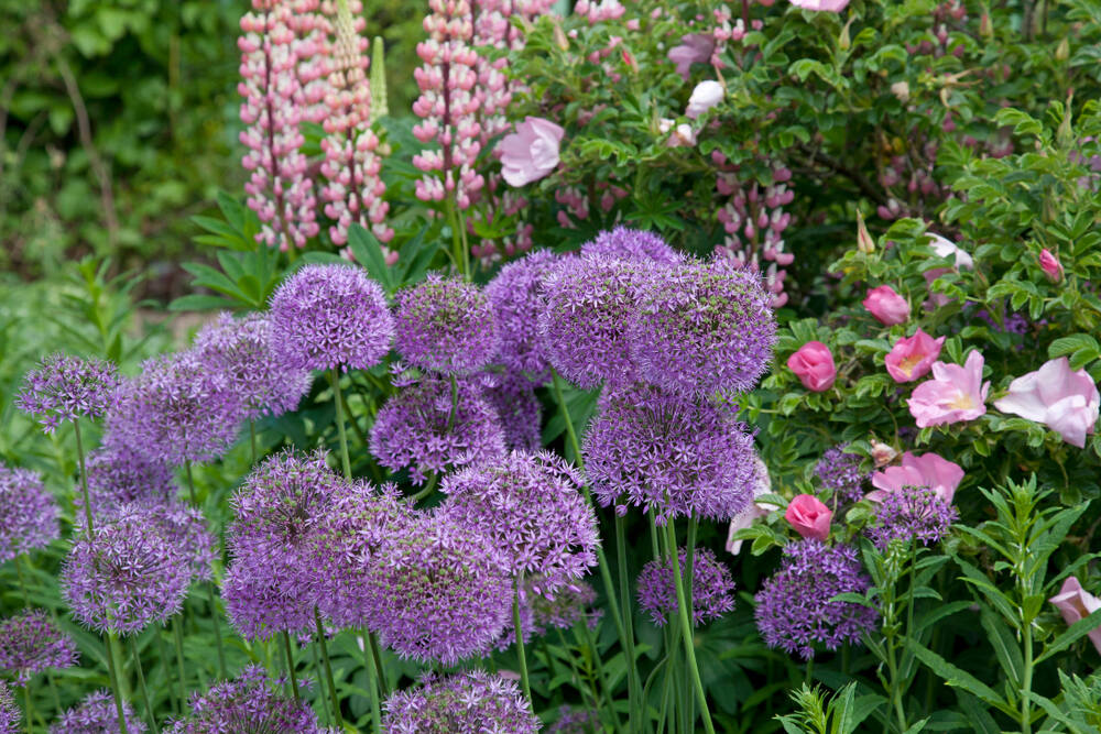 Vibrant purple alliums stand tall alongside pink roses and lupines, creating a beautiful contrast in a classic cottage garden setting.