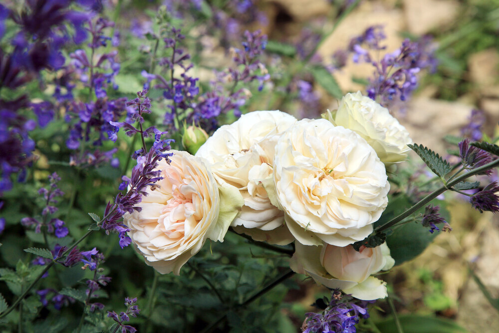 Soft white roses bloom alongside vibrant purple catmint in a charming garden scene.