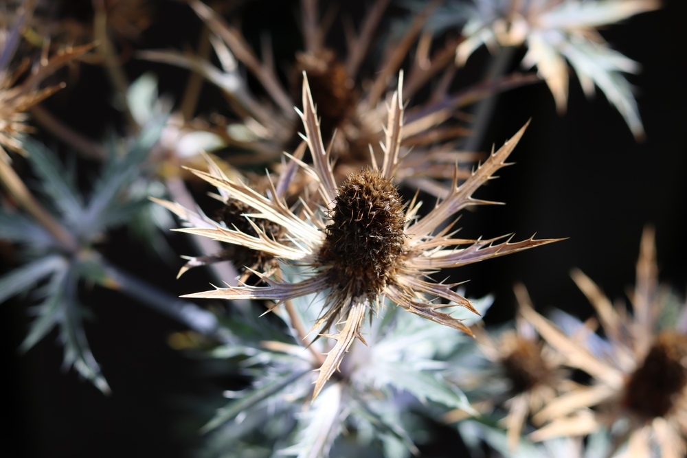 Close-up of a dried Eryngium flower, showcasing its spiky, brown seed head surrounded by sharp, pointed bracts with a silvery-blue hue.