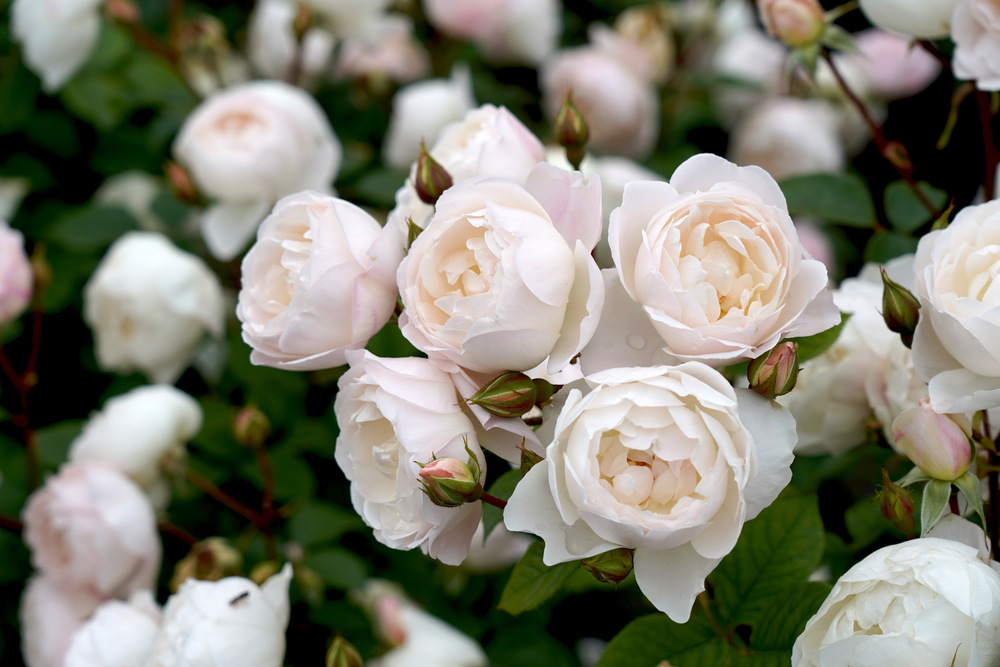 A cluster of Desdemona roses in soft white and blush tones, with multiple blooms at various stages of opening, surrounded by lush green leaves.