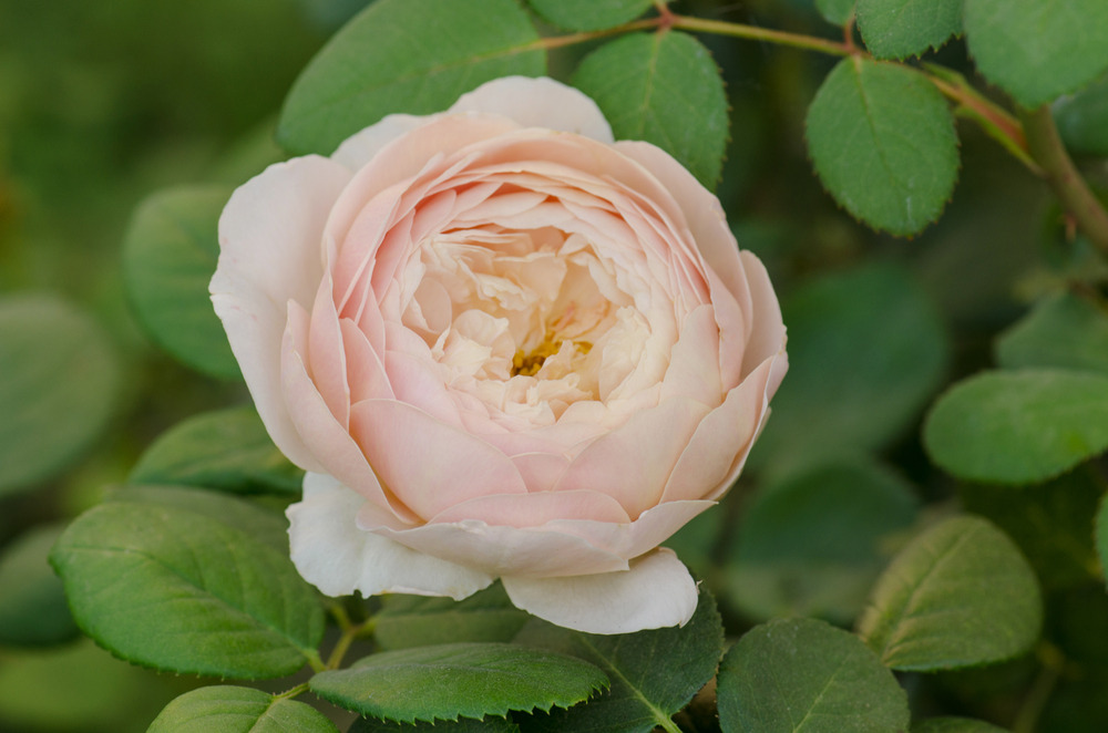 A close-up of a pale pink Desdemona rose in full bloom, its delicate petals forming a perfect rosette, surrounded by soft green leaves.