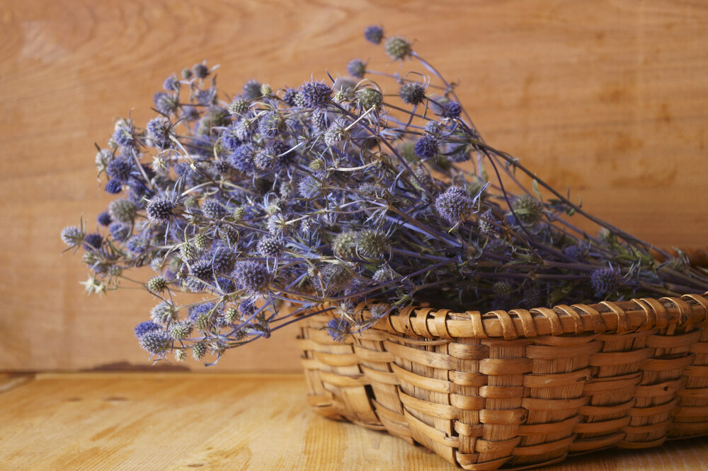 A basket filled with dried Eryngium (Sea Holly) blooms, showcasing their spiky, purple-blue flowers against a rustic wooden background.