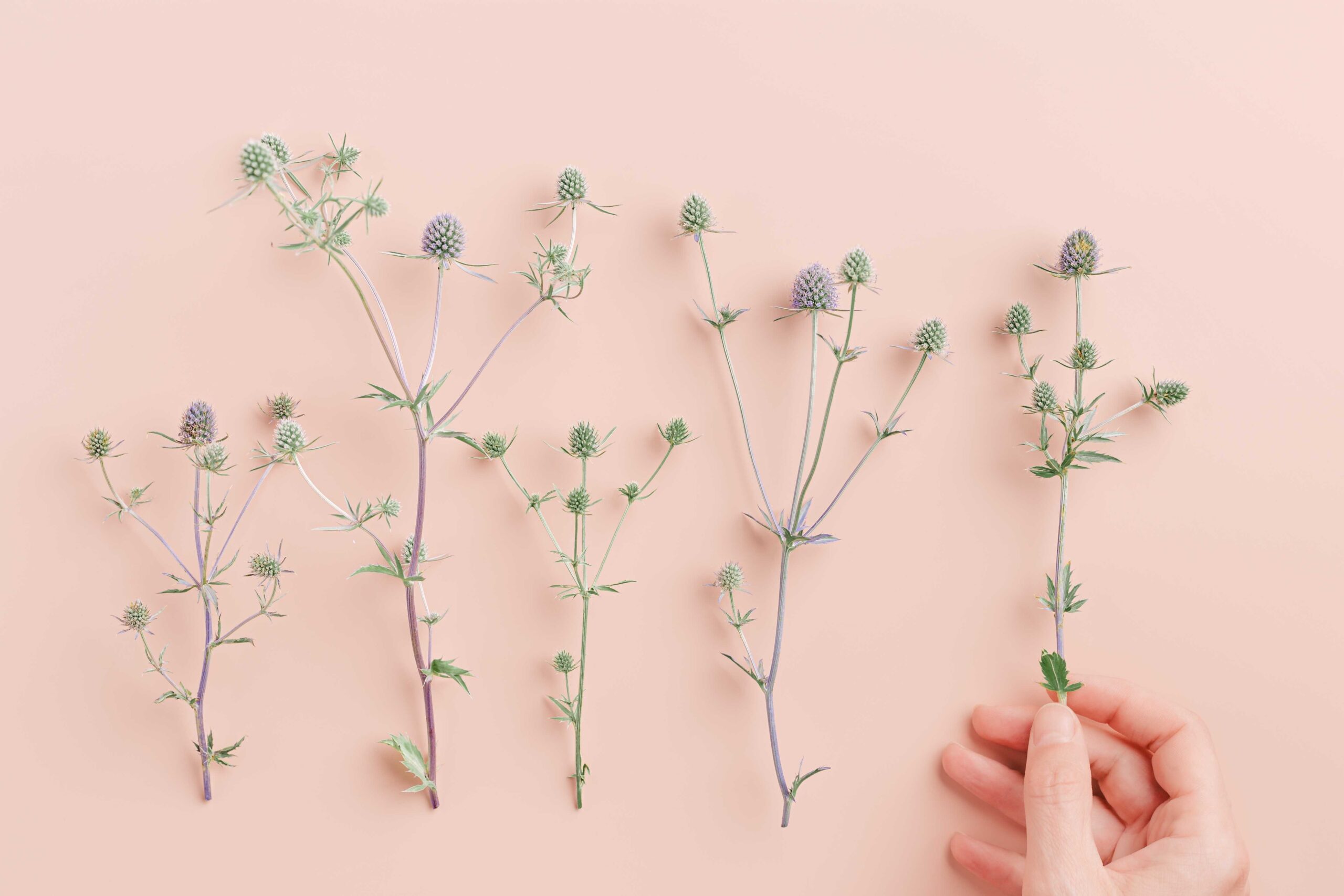 Several freshly cut stems of Sea Holly (Eryngium) arranged on a pale peach background, with a hand gently holding one of the stems, showcasing their spiky blue-green flowers and delicate leaves.