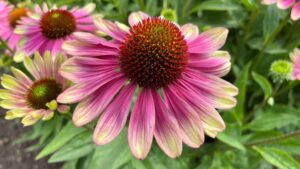 Close up of a pink and green echinacea flower surrounded by other flowers and greenery. Echinacea Green Twister. Pink and green coneflower.